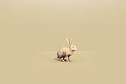 Low Poly Forest Animals Pack 1, an Animal 3D Model by Anton Moek (Thumbnail 11 of 12)