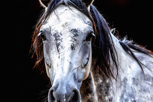 Spotted gray horse portrait with natural elegance and beauty, an Animal Photo by GoodGoods