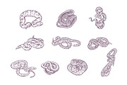 Snake Breeds Hand Drawn Illustration, an Animal Illustration by SLAB! Design (Thumbnail 3 of 3)