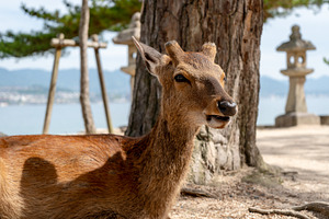 Young deer by the seaside on Miyajima island in Japan, an Animal Photo by GoodGoods