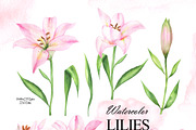 Pink lilies watercolor clipart set, an Illustration by OlDm_Shop (Thumbnail 2 of 10)