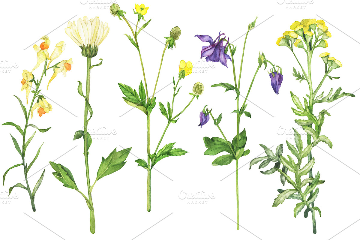 Watercolor floral set, an Illustration by Watercolor & sketches (Photo 2 of 7)