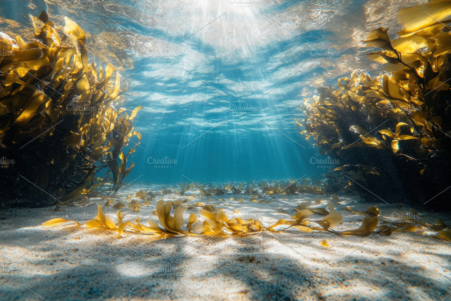Underwater view showcasing vibrant s, a Photo by Iftikhar Alam