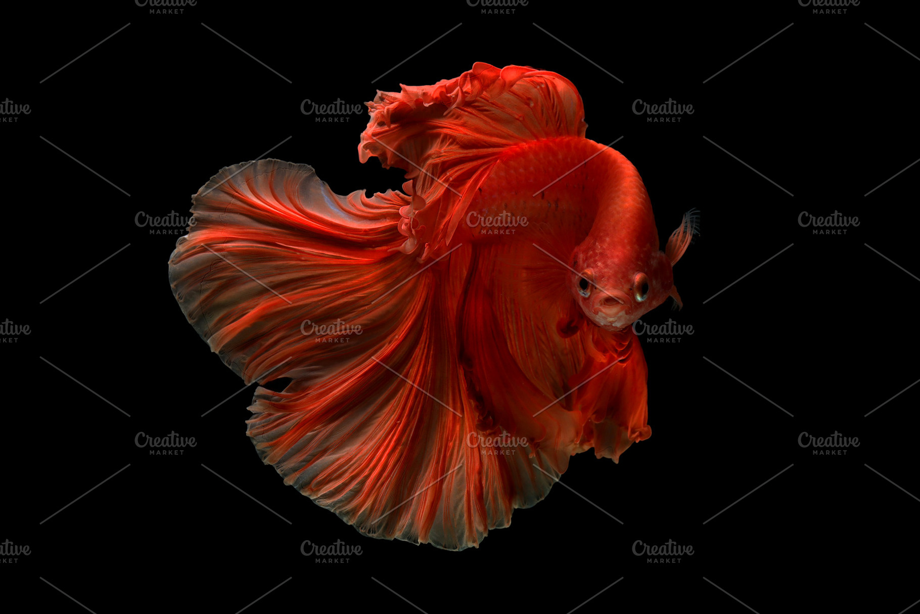 Siamese betta fish featuring betta fish, betta, and salamander, an Animal Photo by coffeelover