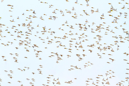 hundreds of birds fly in a stormy, an Animal Photo by Pakosta