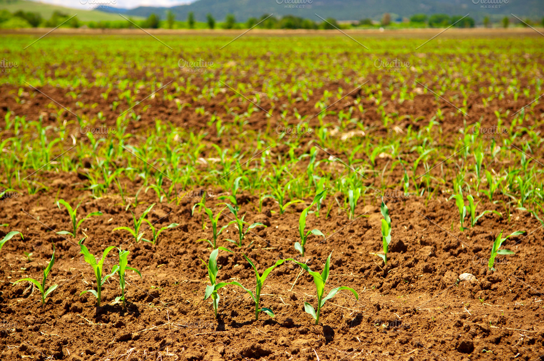 Sprouting Corn Crop, a Nature Photo by THP Creative