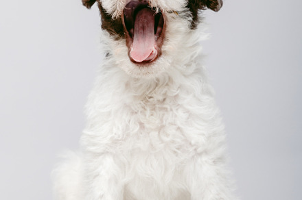 Adorable Fox Terrier puppy yawning