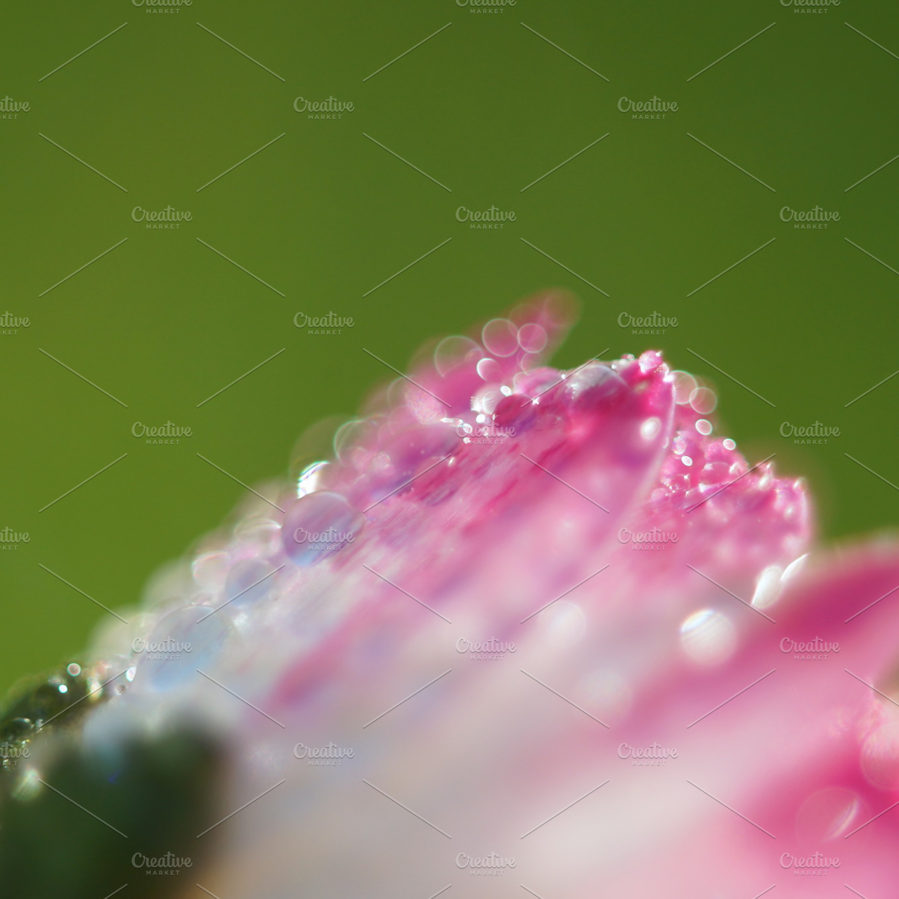 Flower pearls featuring macro, dew, and water, a Nature Photo by ateliervonau