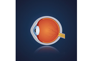 Structure of anatomy human eye, an Illustration by Vector Creator