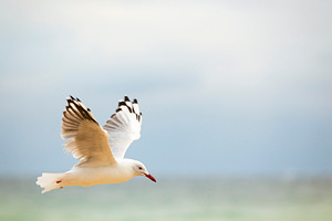 Bird Flying Over Ocean, an Animal Photo by THP Creative