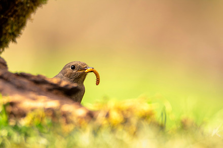 Female Common redstart with a tenebrium in its beak., an Animal Photo by CreativePhotoSpain