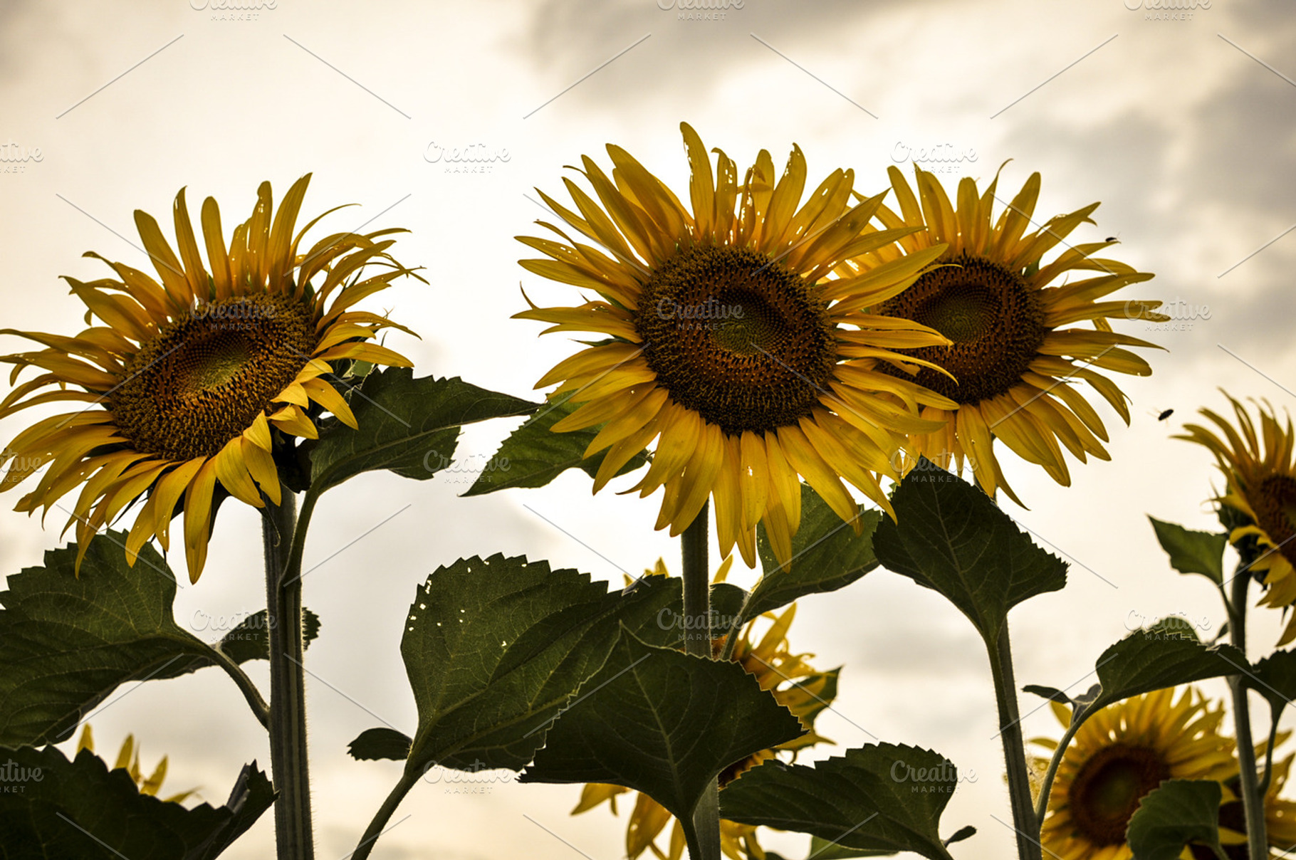 Sunflowers Under Clouds