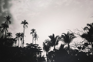 Palms in the Sky