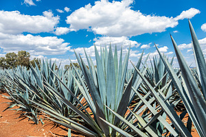 Tequila agave  landscape