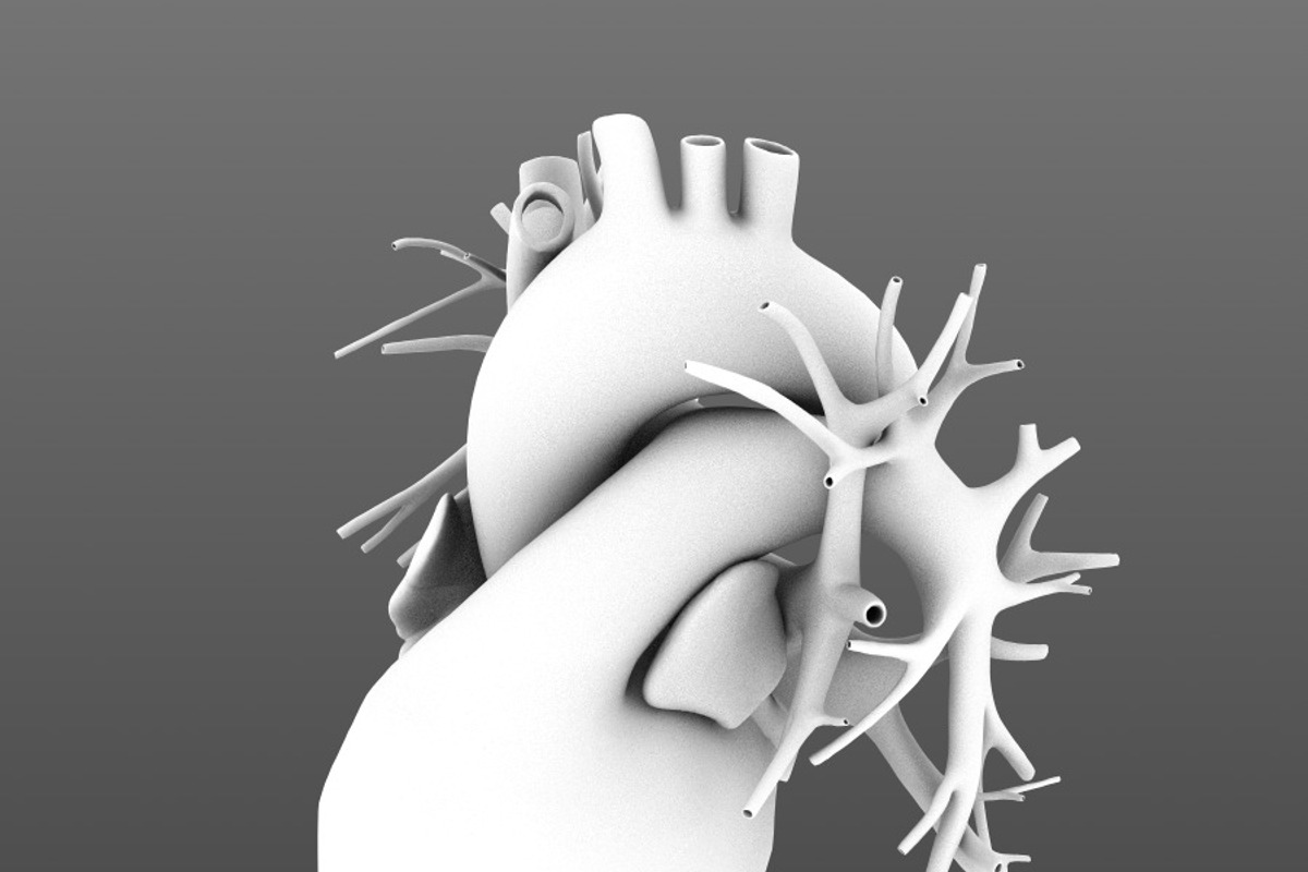 Human heart animated v3, a Characters & Person 3D Model by konstantin.ermolaev (Photo 4 of 8)