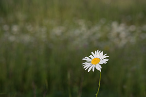 Single Daisy in Field
