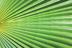 11 Palm Leaves Textures