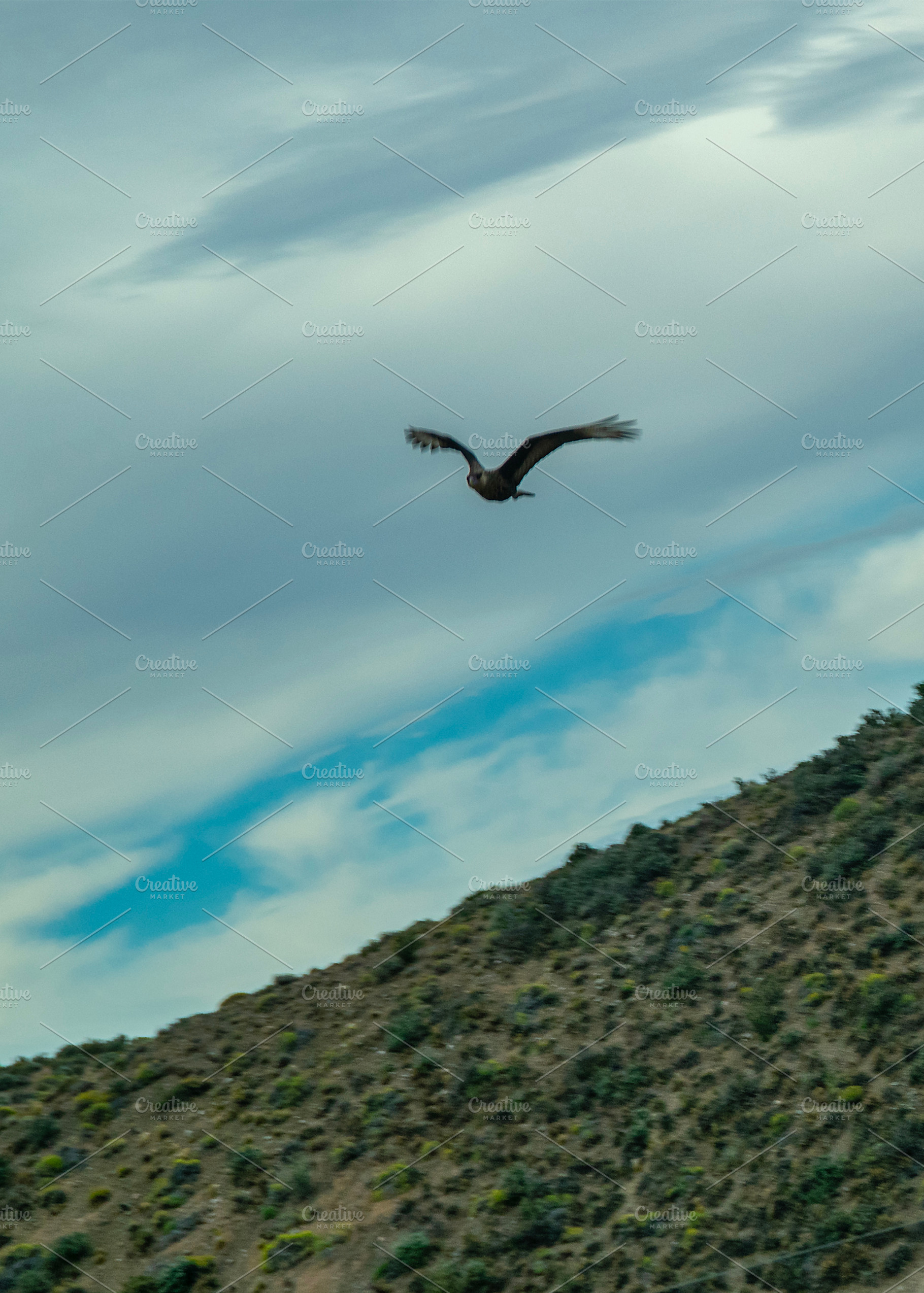 Bird flying over steppe mountain landscape, chubut province, arg, a Nature Photo by DanFLCreativo