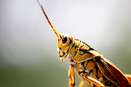 Grasshopper stock picture