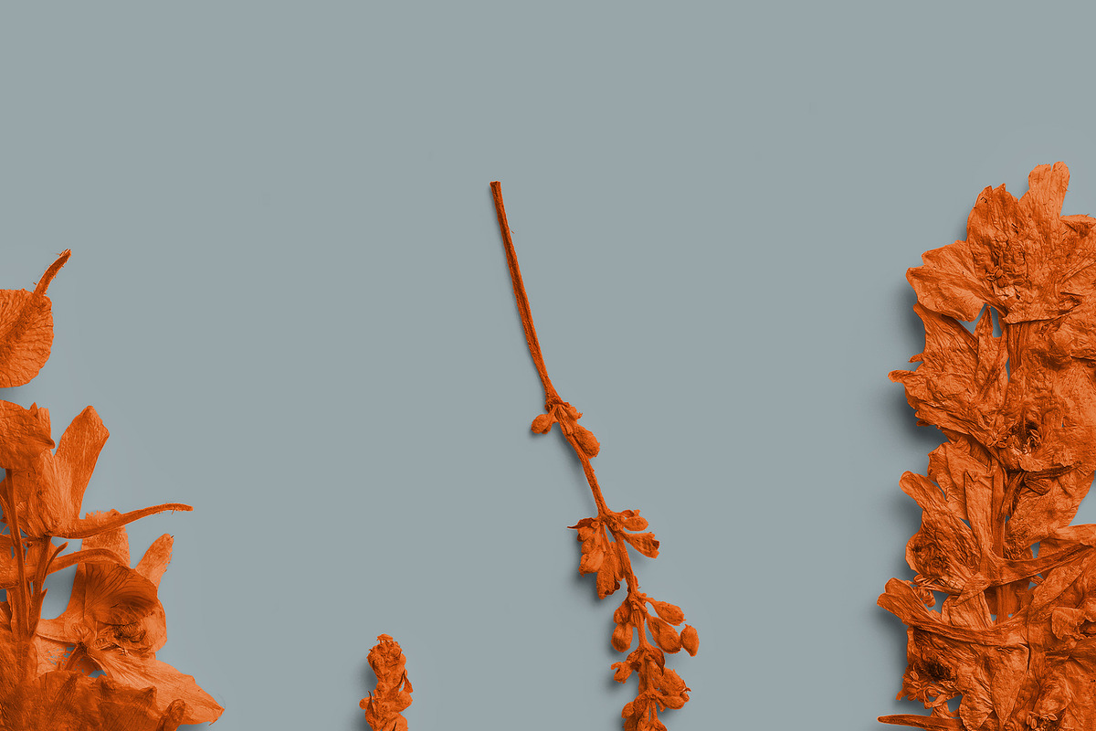 Terracotta Pressed Botanical PNG, an Object Graphic by Custom Scene