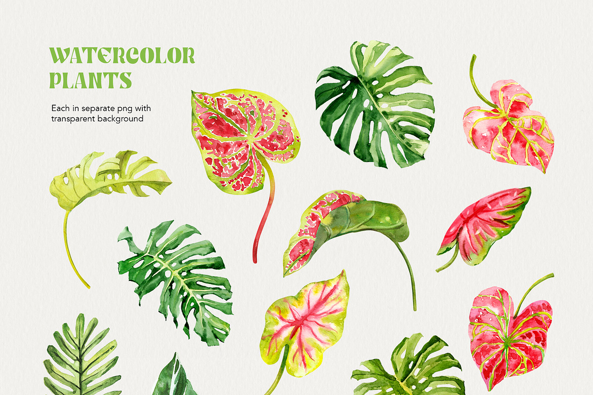 Tropical Leaves Watercolor, a Decorative Illustration by Volha Studio (Photo 5 of 11)