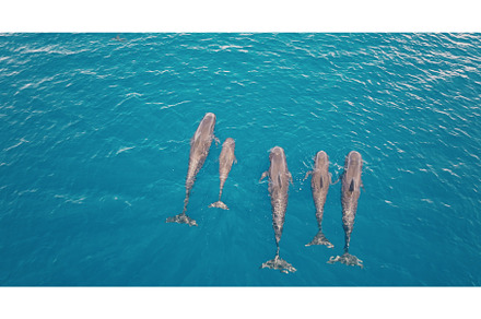 Family of pilot whales swimming in