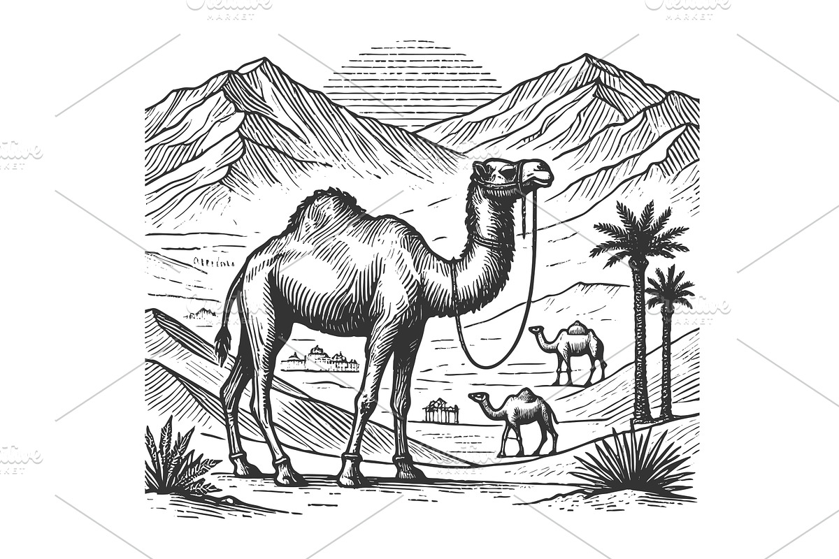 Camel in Desert Landscape vector, an Animal Illustration by AlexArt