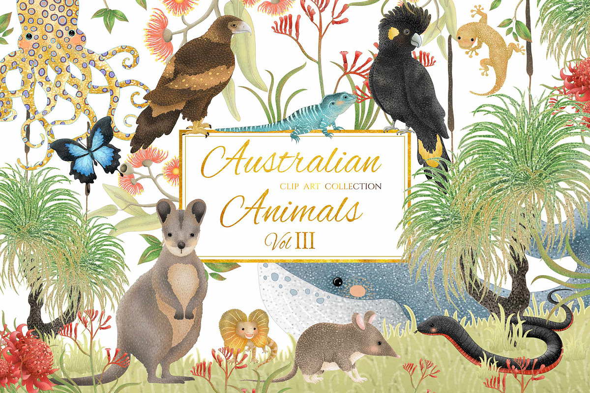Australian Animals Vol III, an Animal Illustration by Jen Digital Art (Photo 1 of 6)