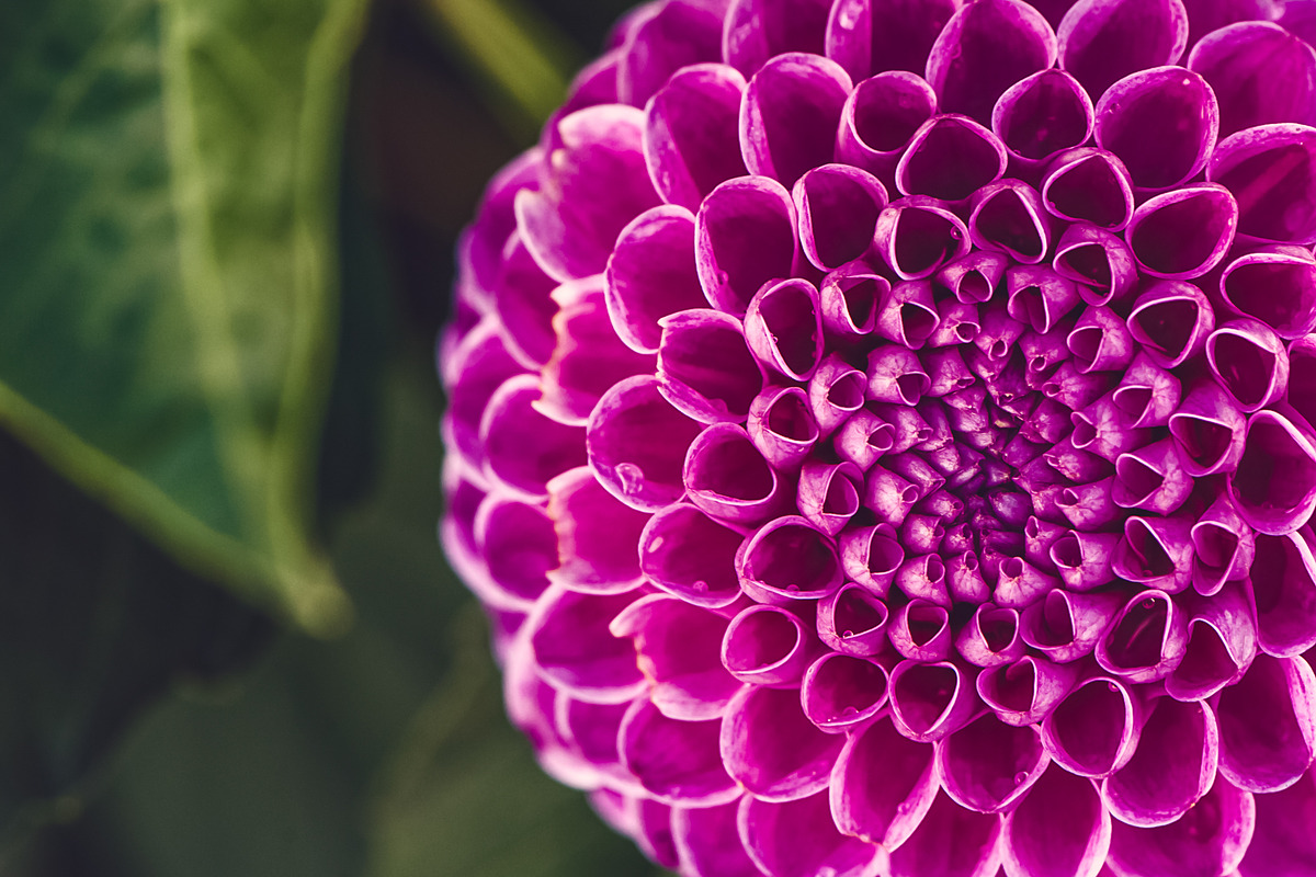 Flower Dahlia macro, space for text., a Nature Photo by WildStrawberry Magic (Photo 1 of 2)