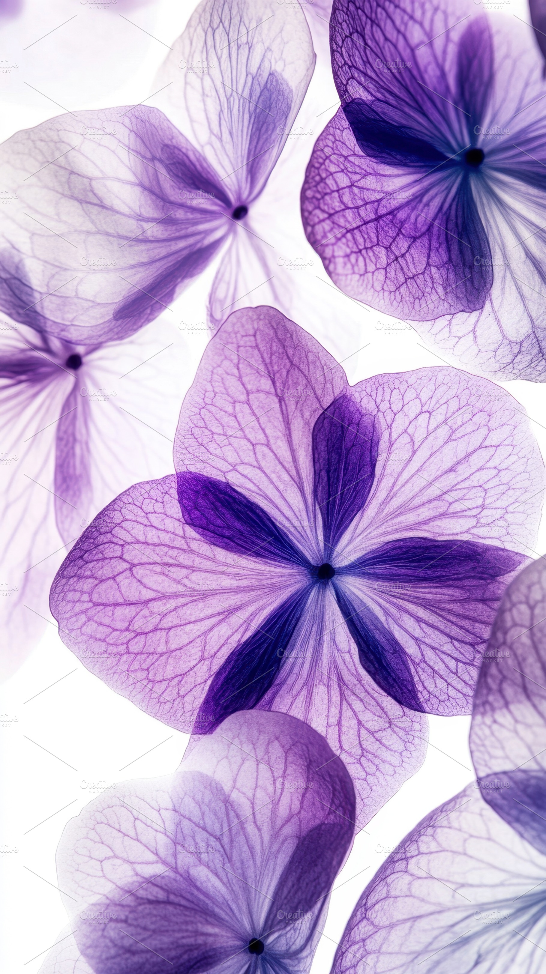 Purple flowers with delicate petals, a Photo by Beautiful things