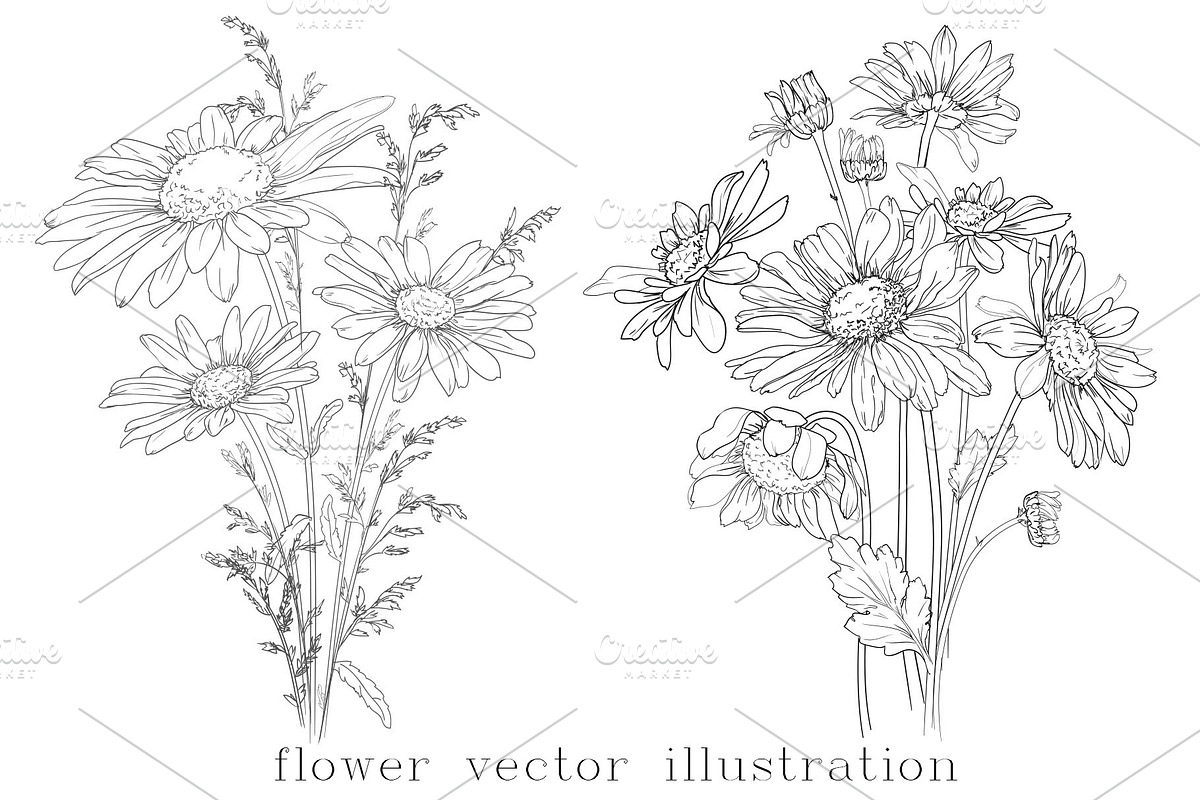 Ink Vector Chamomile, a Decorative Illustration by Sweet_print (Photo 3 of 6)
