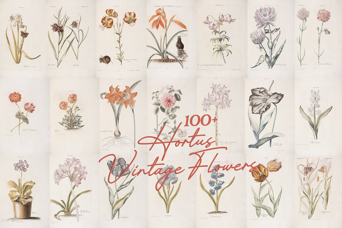 Hortus Vintage Flowers Prints, a Decorative Illustration by Digital Museum (Photo 3 of 9)