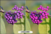 Leica Colors & Sensor Luminance, a Plug-in Add-On by Raztrend (Thumbnail 19 of 29)