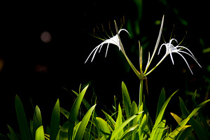White Spider Lily, a Nature Photo by THP Creative