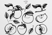 Set of hand-drawn sketches apples, a Background Graphic by Fresh art by Larysa (Thumbnail 2 of 5)