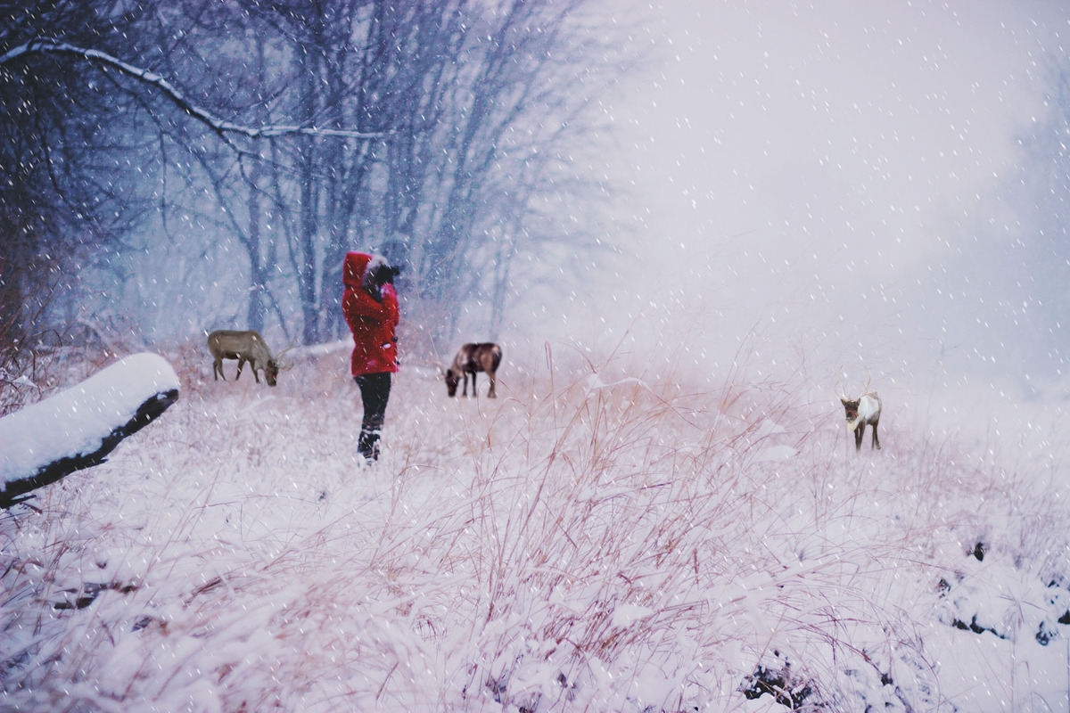 15- Reindeer PNG Overlays - VOL II, an Object Graphic by DareToDream (Photo 5 of 5)
