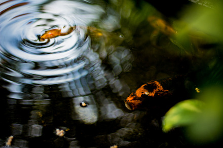 Two fish in the pond