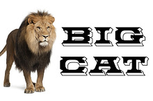 Big Cat