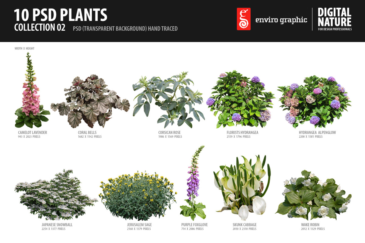 10 PSD Plants Collection 2