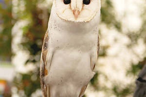 Barn owl stock photo containing owl and barn owl
