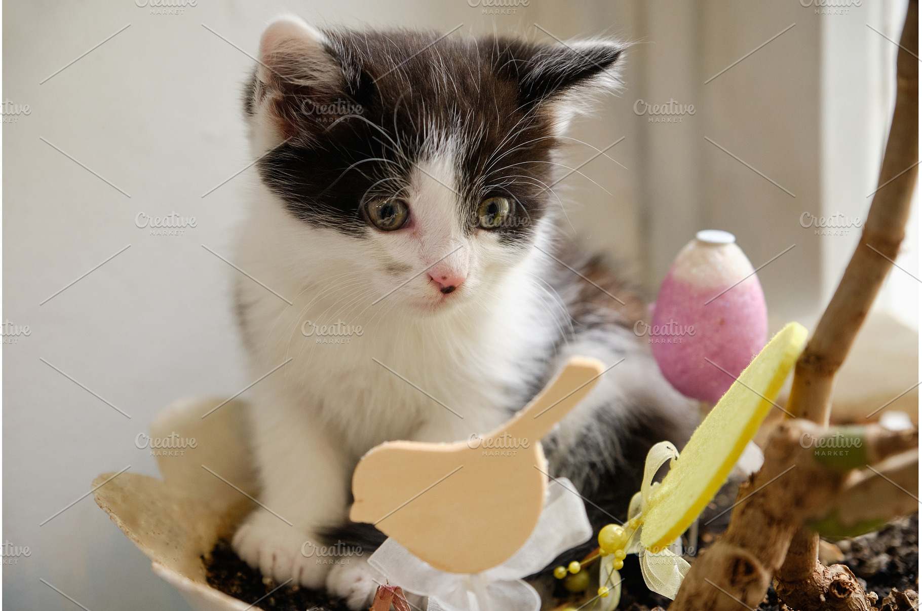 Kitten sitting in a flower pot, an Animal Photo by Rohan Photography