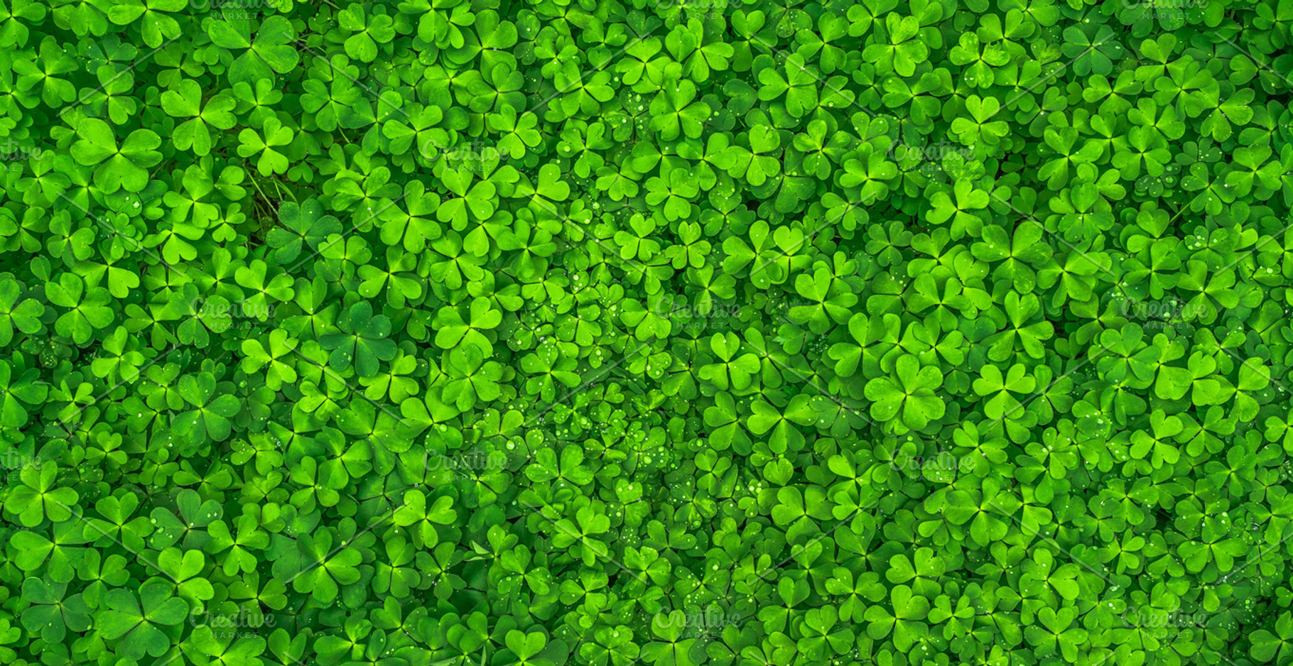 Field of Clovers Background Image, a Nature Photo by Professional Assets