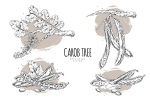 Vector poster with sketches of carob, a Food Illustration by Sabelskaya