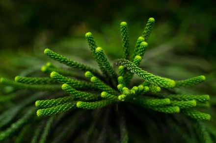 Araucaria heterophylla leaf araucaria excelsa is a member of the