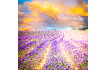 Blooming Lavender field, a Nature Photo by Neirfy