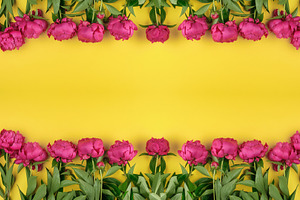 Bright pink peonies with green leaves on a yellow background, a Background Photo by ndanko