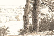 Vintage Tree Sketch PNG, a Decorative Illustration by Pink_bloom (Thumbnail 3 of 8)