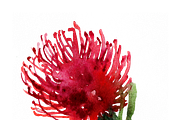South African Flowers, a Decorative Illustration by Karliefie (Thumbnail 5 of 5)