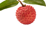 All Fruits Bundle Master Collection, a Food & Drink Photo by FlyeredTemplate (Thumbnail 47 of 130)