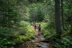 Group of hikers exploring a lush, a Photo by Pavel_design